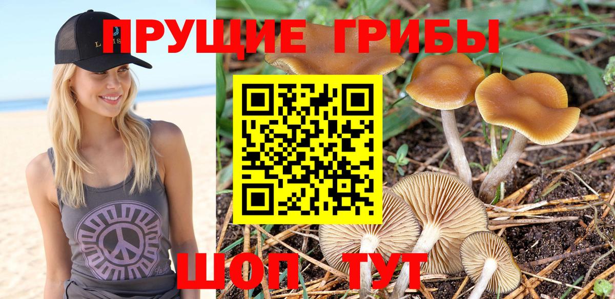 Канаш  Галлюциногенные грибы Psilocybe  Вход с VPN 